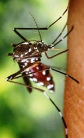 dengue Imagen de la dengue