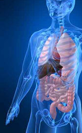 hemocromatosis Imagen de la hemocromatosis