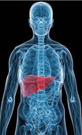 hepatitis Imagen de la hepatitis